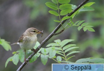 pajulintu_Kuru140621_iso3.jpg