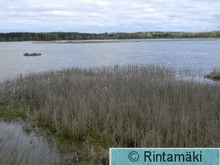 16.5.2015 Lempäälä Ahtialanjärvi Lokkisaari PRKuva.JPG