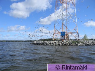 24.5.2015 Naurulokkiyhdyskunta 2 PRKuva.JPG