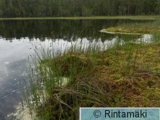 13.6.2015 Ylöjärvi Mustalammi 2 PRKuva.JPG