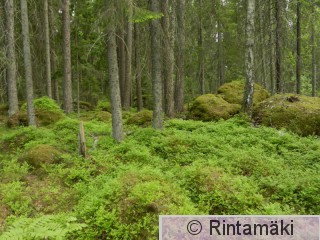 13.6.2015 Ylöjärvi Mustalammi ikääntyvää kuusikkoa PRKuva.JPG