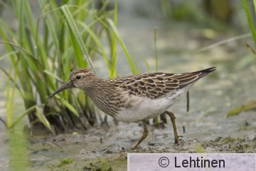 Palsasirri, Pectoral Sandpiper, Calidris melanotos, Lokkisaari, Ahtialanjärvi, Lempäälä, Finland, 6.9.2014, _0101 kopio.jpg