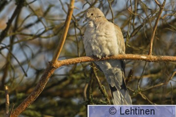 Turkinkyyhky, Collared Dove, Streptopelia decaocto, Oopakka, Viiala, Akaa, 31.12.2014_0036.jpg