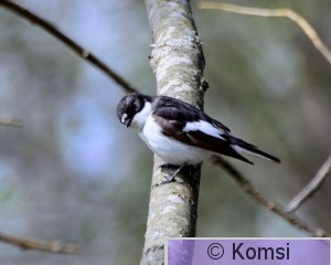 DSC_0226.JPG