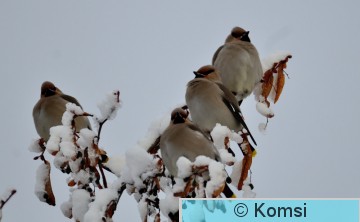 Tuula Komsi 1_092.JPG