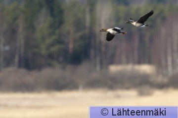 Metsähanhi13_Reijo Lähteenmäki.jpg