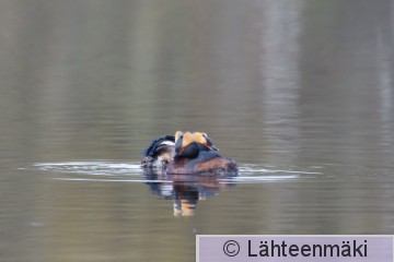 Mustakurkku-uikku1_Reijo Lähteenmäki.jpg