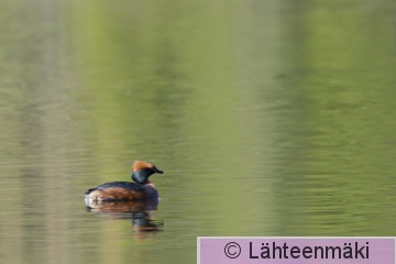 Mustakurkku-uikku3_Reijo Lähteenmäki.jpg