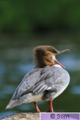 IMG_4521.jpg