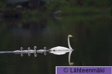 Laulujoutsen54_Reijo Lähteenmäki.jpg