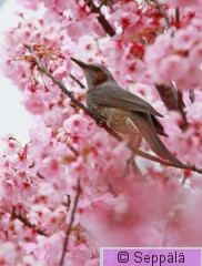 japaninbulbuli_Osaka160330_iso.jpg