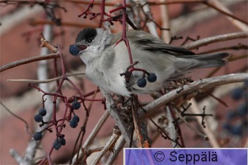 mustapaakerttu_koiras_Tampere101218_iso.jpg