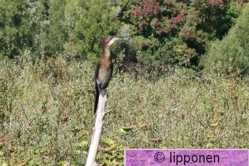pikkumerimetso-0459.jpg