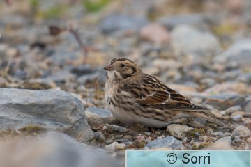 DSC_1603.jpg