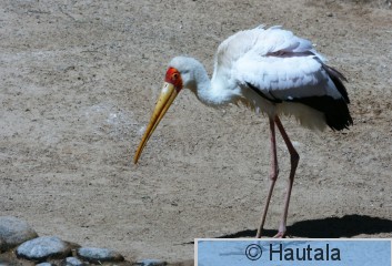 Afrikaniibishaikara, Fuerteventura, tarha.JPG