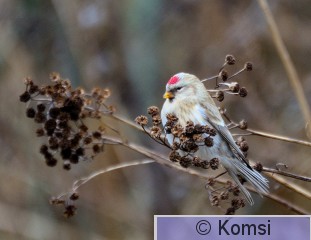 DSC_0137.JPG