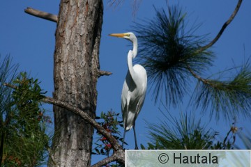 Jalohaikara, Fort Myers, 6.JPG