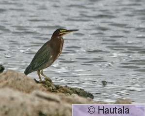 Amerikankyyryhaikara, Green heron, Florida.JPG