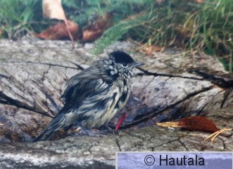 Mustapääkerttu, Ruotula, piha,7.JPG