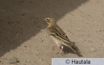 Lapinkirvinen,El Gouna.JPG