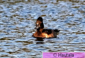 Amerikantukkasotka, ring-necked duck, Florids, 1.JPG