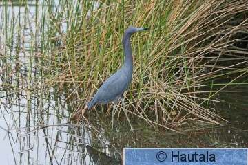 Sinihaikara, Delray Beach, 4.jpg