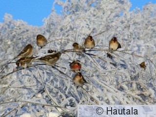 Urpiaisia Tarastenjärvellä 1.JPG