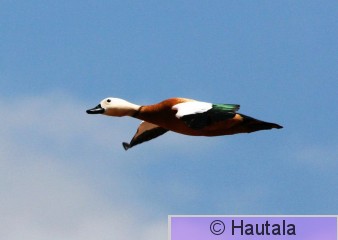 Ruostesorsa, Fuerteventura, 15.JPG