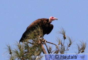 huppukorppikotka, Banjul  5 a.jpg