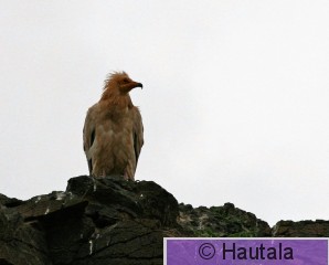 Pikkukorppikotka, Fuerteventura, 7b.JPG