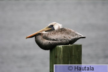 Ruskopelikaani, Delray Beach, 5.jpg