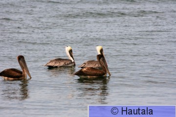 Ruskopelihaani, tobago, 7.jpg