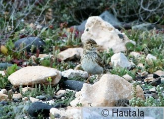 Lyhytvarvaskiuru, fuerteventura, 2b.JPG