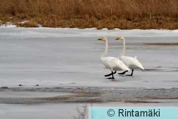 12.3.2017 Laulujoutsen Hämeenkyrö Sarkkilanjärvi.JPG