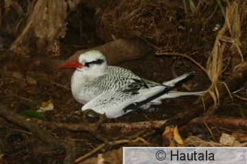 Suomutropiikkilintu, Tobago, 20.jpg