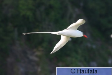 Suomutropiikkilintu, Tobago, X.jpg