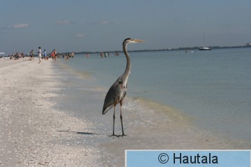 Amerikanharmaahaikara,Fort Myers, 2.JPG