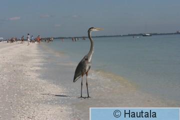 Amerikanharmaahaikara,Fort Myers, 2.JPG