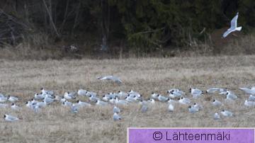 Naurulokki14_Reijo Lähteenmäki.jpg