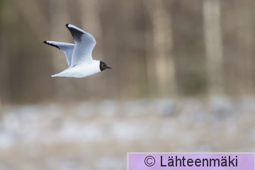 Naurulokki19_Reijo Lähteenmäki.jpg