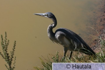 Kobolttihaikara, ardea melanocephala, 1.jpg