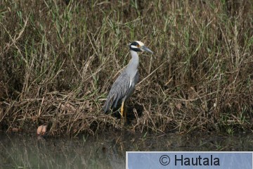 Kruunuyöhaikara, Tobago, 6.jpg