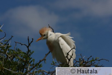 Lehmähaikara, bubulcus ibis, Montagu, RSA, 3.jpg