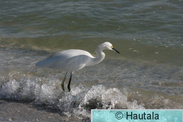 Lumihaikara, Fort Myers, 4.JPG