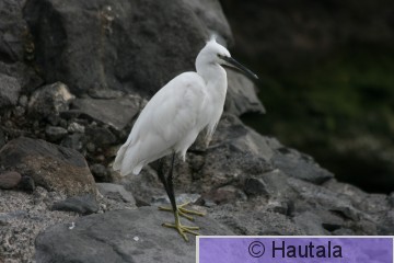 Silkkihaikara, Madeira, 5.jpg