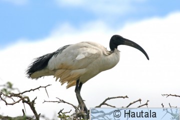 Pyhäiibis, threskiornis aethiopicus, Montagu, RSA, 4.jpg