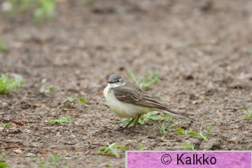 keltavästäräkki 060.jpg