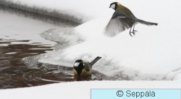 talitiaiset_Tampere100131_iso.jpg