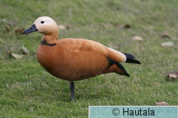 Ruostesorsa, Fuerteventura, 7b.JPG