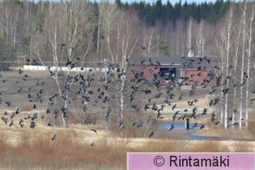 Naakkoja 26.3.2017 Sastamalan Koivuniemenjärvi Pekka Rintamäki.JPG